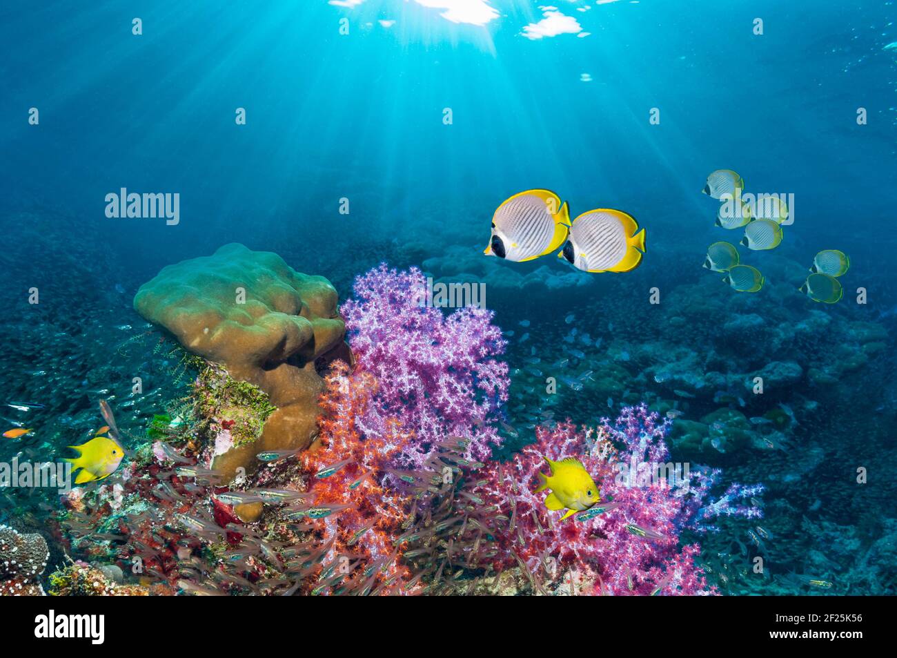 Paisaje de arrecifes de coral con bariñe panda [Chaetodon adiergastos], adamegoísta dorado [Amblyglyphidodon aureus] con corales blandos [Dendronephthya sp.] Foto de stock