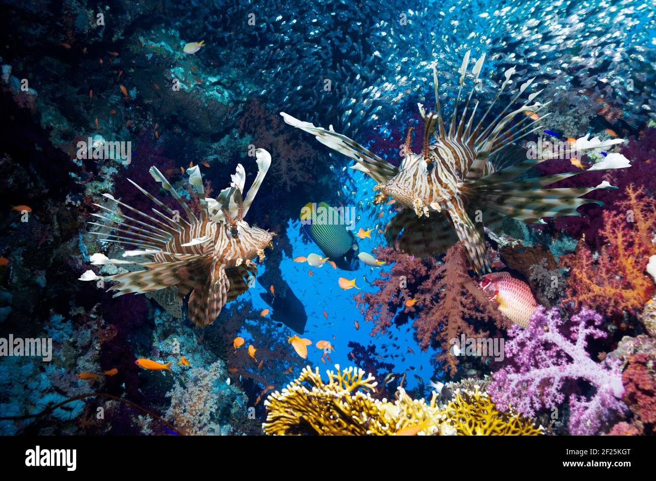 Paisaje de arrecifes de coral con un par de peces lioneros rojos (Pterois volitans), corales blandos (Dendronephthya sp) y una escuela de suéteres pigmeos (Parapriacanthus gue Foto de stock