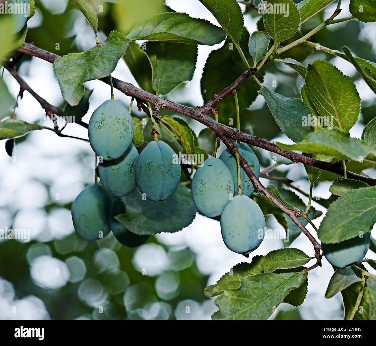 Ramas con ciruelas fotografías e imágenes de alta resolución Alamy