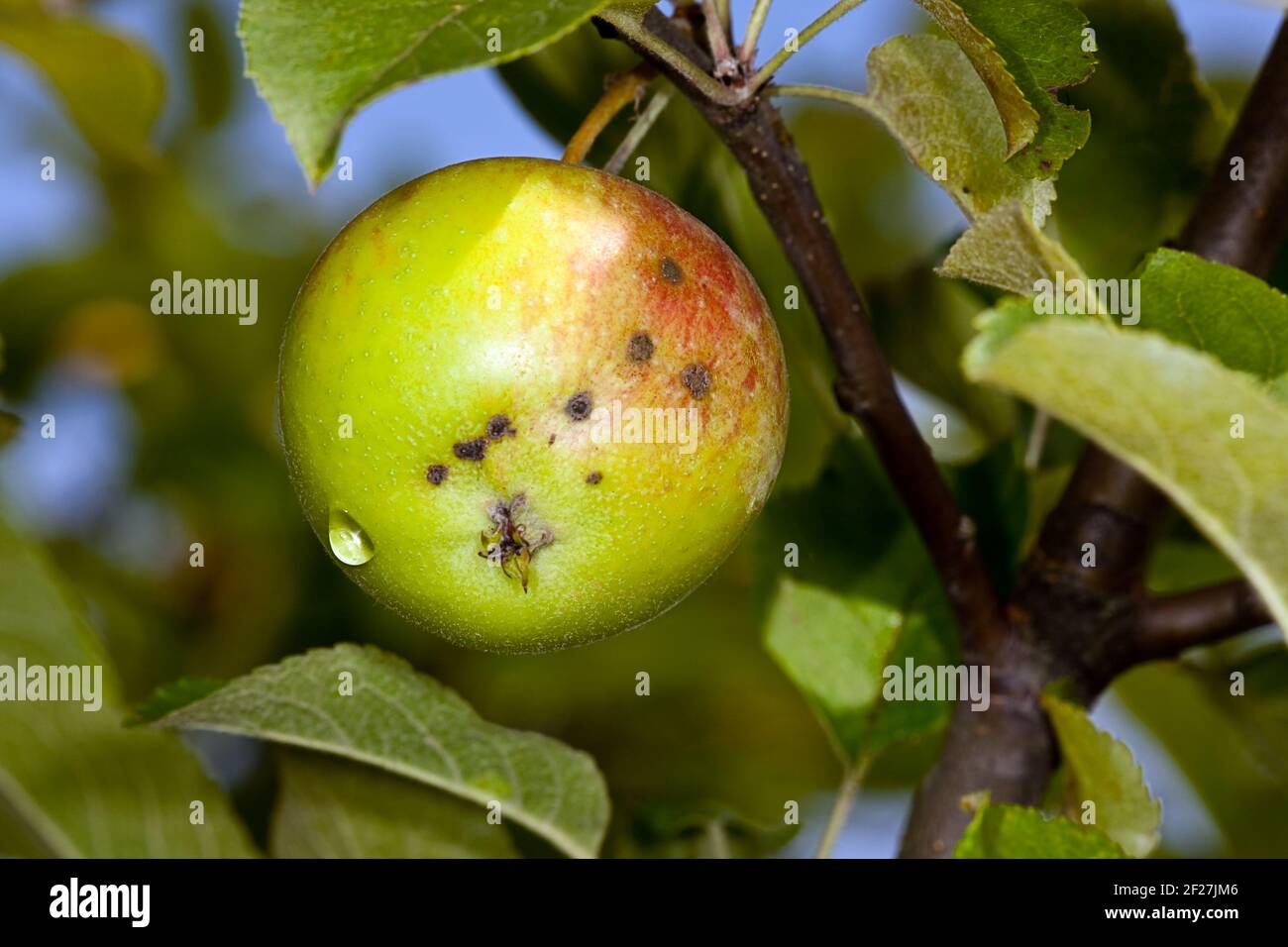 Manzana con motas en una rama en el jardín Foto de stock