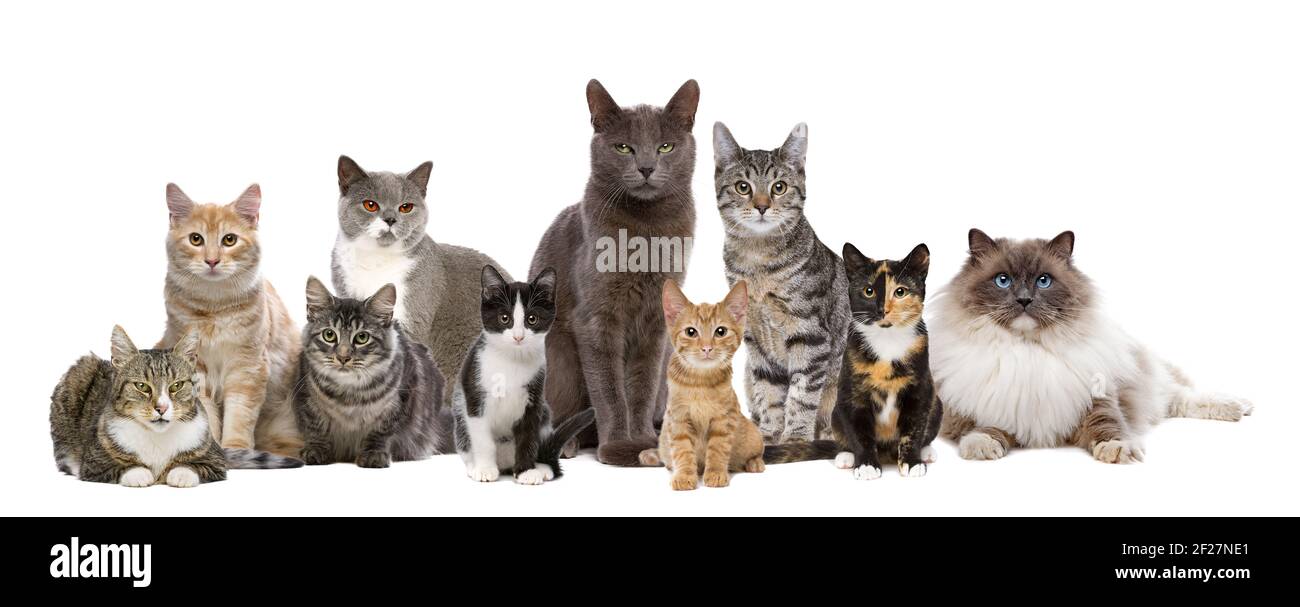 Diez gatos fotografías e imágenes de alta resolución - Alamy