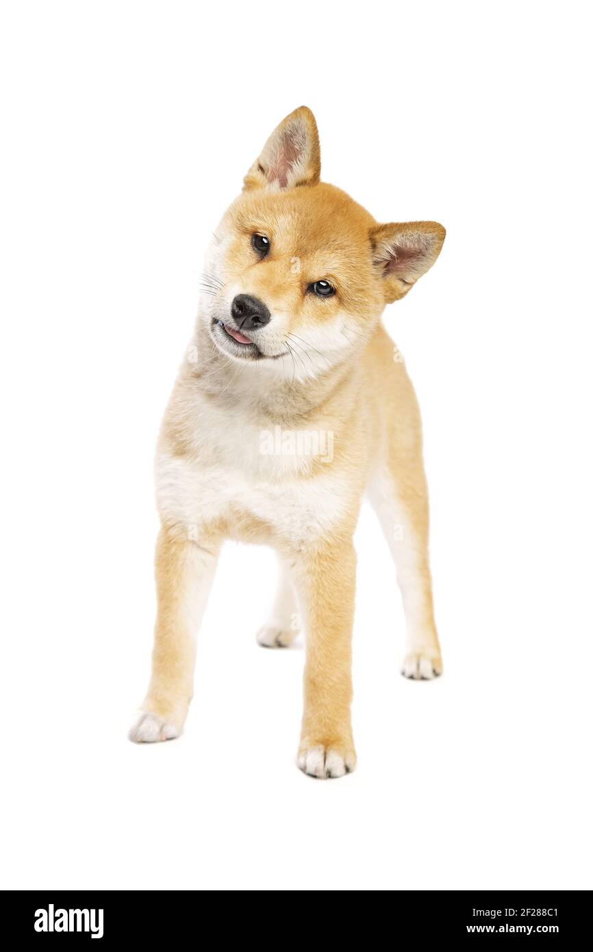 Shiba Inu perro de raza japonesa Fotografía de stock - Alamy