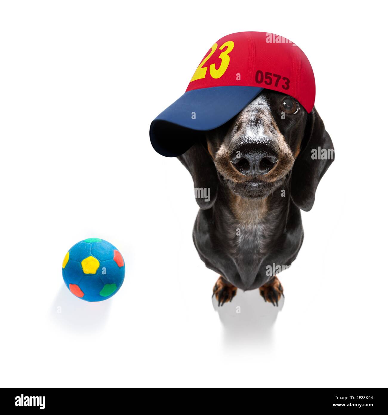 Gorra de béisbol fría perro urbano Fotografía de stock - Alamy