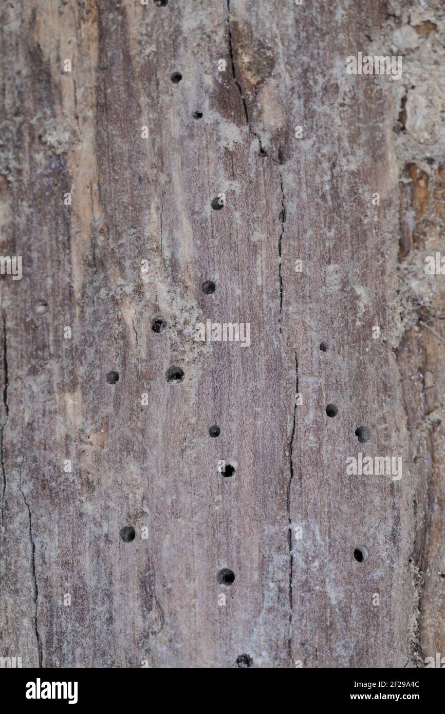 Käfer-Fraßgänge in altem, morschem Holz, Löcher durch Käferfraß Foto de stock
