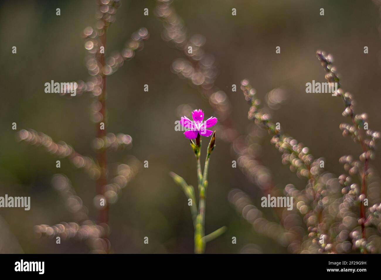 Pequeña flor rosa silvestre, hermoso bokeh. Foto de stock
