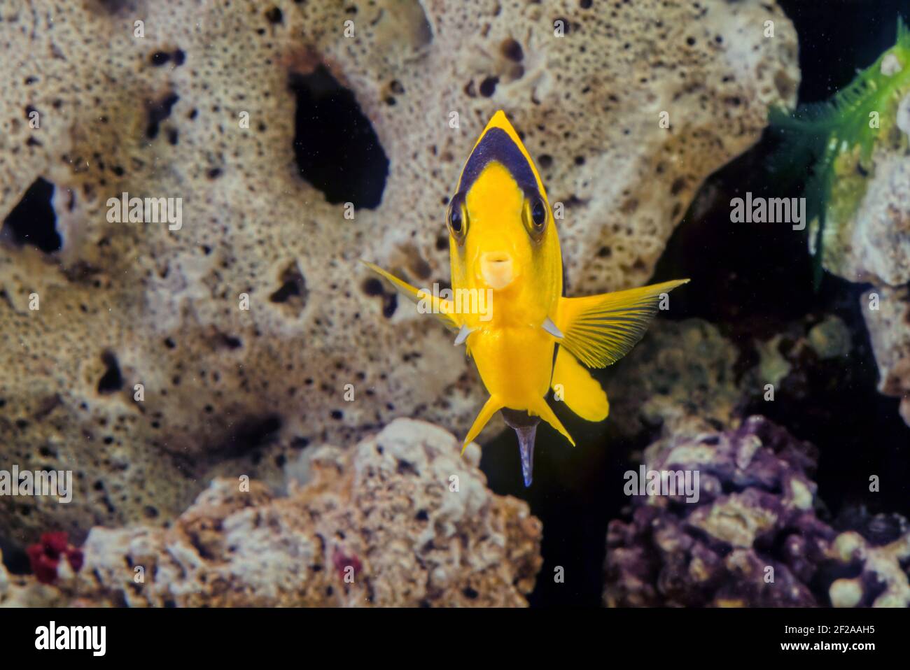 El pez ángel bicolor (Centropyge bicolor) es una especie marina de peces, fácilmente reconocible por su cola amarilla, la mitad delantera amarilla de su cuerpo, y b Foto de stock