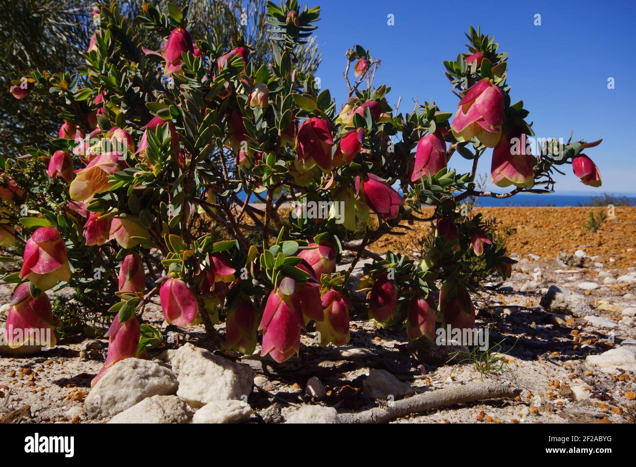 Campana amarilla en forma de flores fotografías e imágenes de alta Campana amarilla en forma de flores fotografías e imágenes de alta