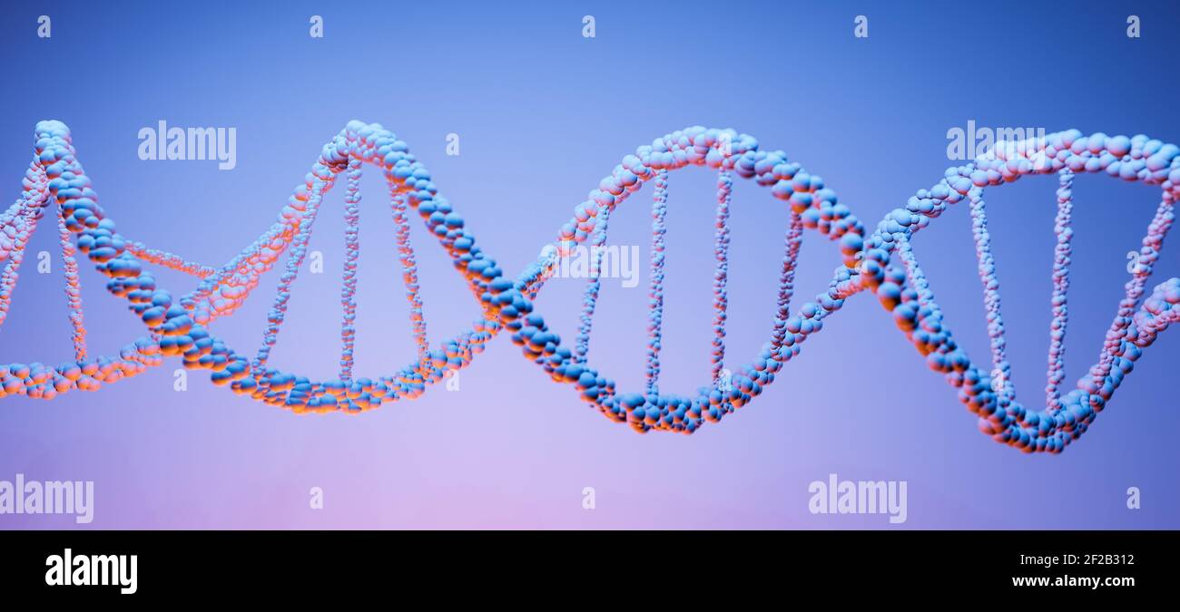 ADN, ácido desoxirribonucleico, estructura de molécula de doble hélice,  cadenas de polinucleótidos, átomos, hebras de estructura genética humana  ilustración del modelo 3D Fotografía de stock - Alamy
