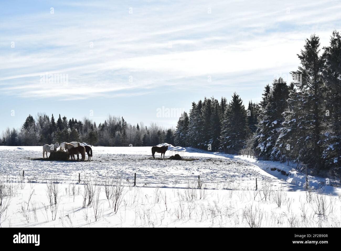Des chevaux en hiver, Québec Foto de stock