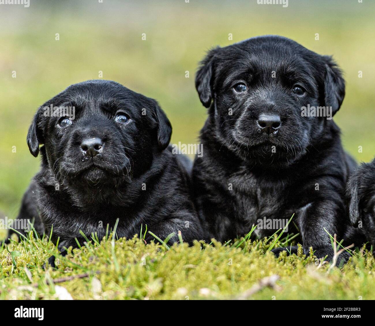 Cachorros labrador retriever fotografías e imágenes de alta resolución -  Alamy