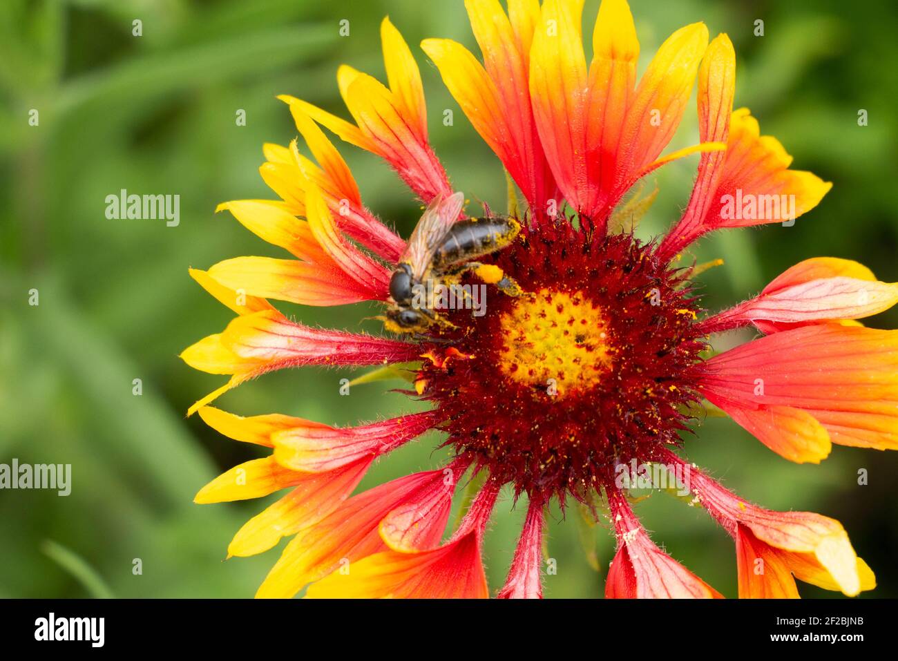 Una abeja con polen en sus patas se sienta sobre una flor India cobija recogiendo néctar. Planta de miel. Bakeh. Foto de stock