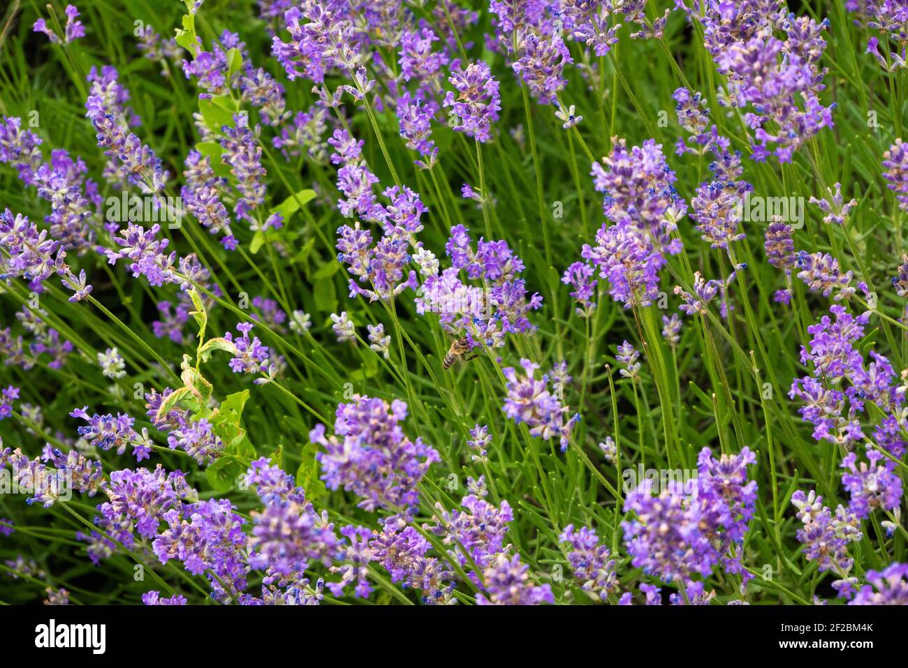 Con muchas flores pequeñas de color lila fotografías e imágenes de alta  resolución - Alamy