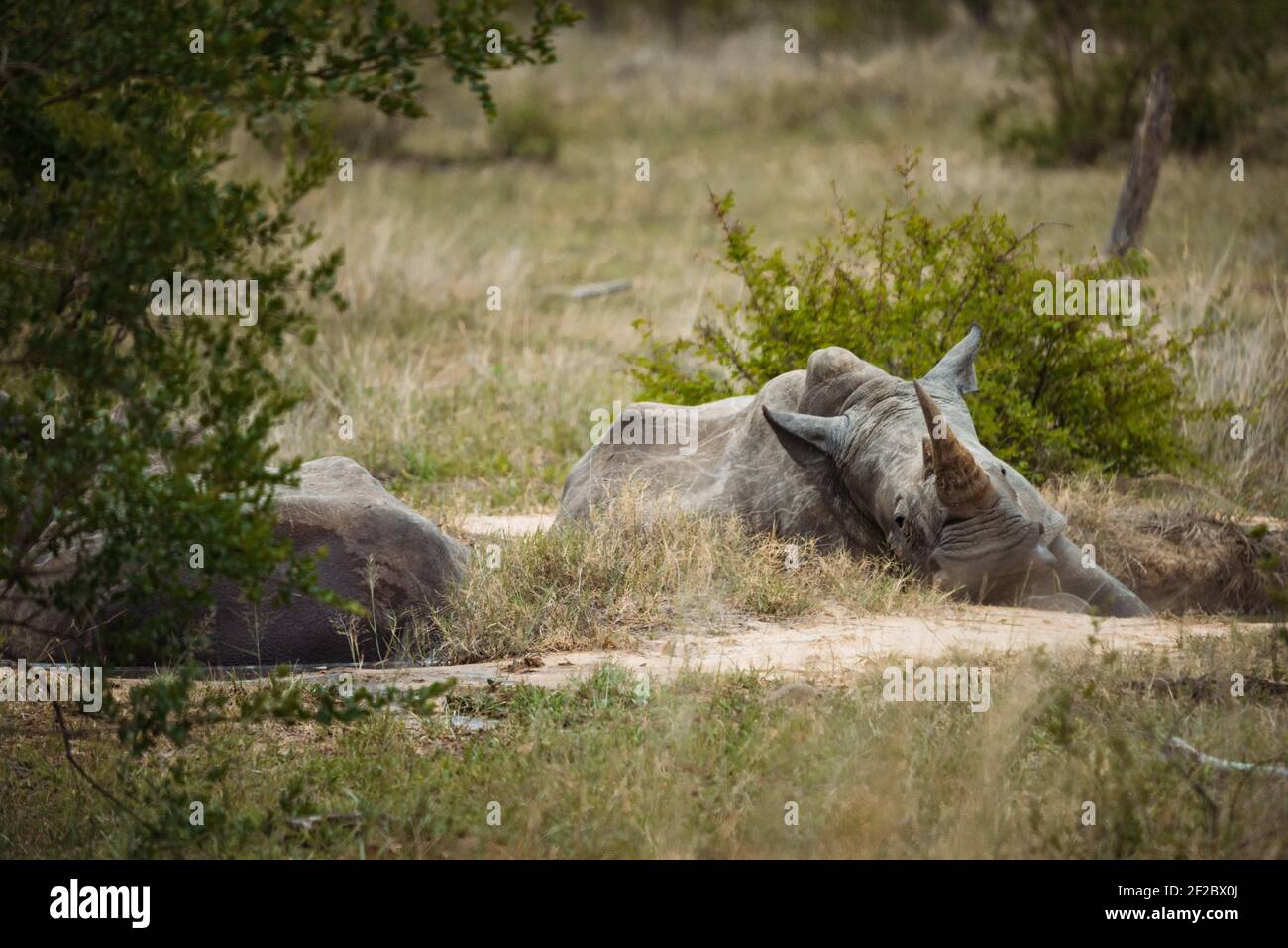 Rinoceronte Blanco del Sur descansando en el Parque Nacional Kruger Foto de stock