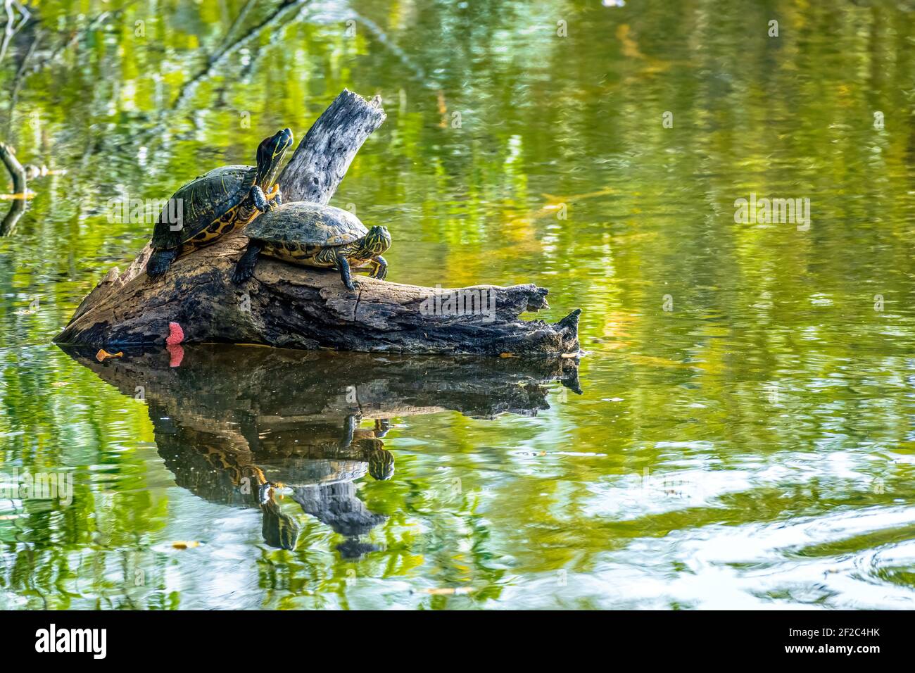 Dos tortugas de la Florida, también conocidas como cooters de llanura costera (Pseudemys concinna floridana) en un tronco en un lago verde - Long Key Natural Area, Davie, Florid Foto de stock
