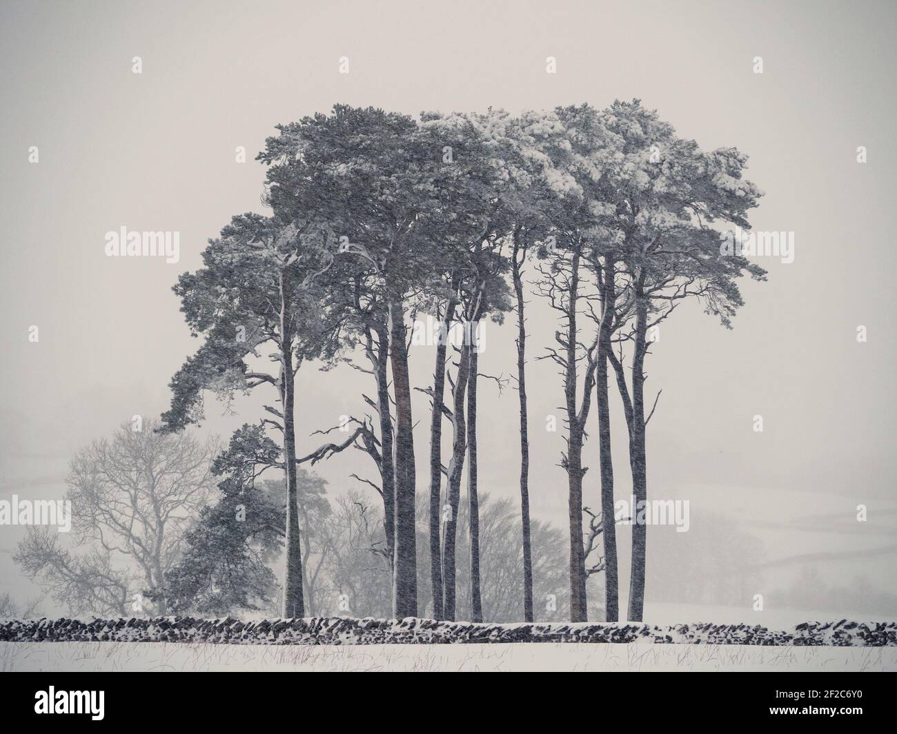 Manta de nieve en el stand de pinos escoceses (Pinus sylvestris), pino  escocés, pino rojo europeo, o pino Báltico en una ventisca en invierno en  Cumbria, Reino Unido Fotografía de stock -