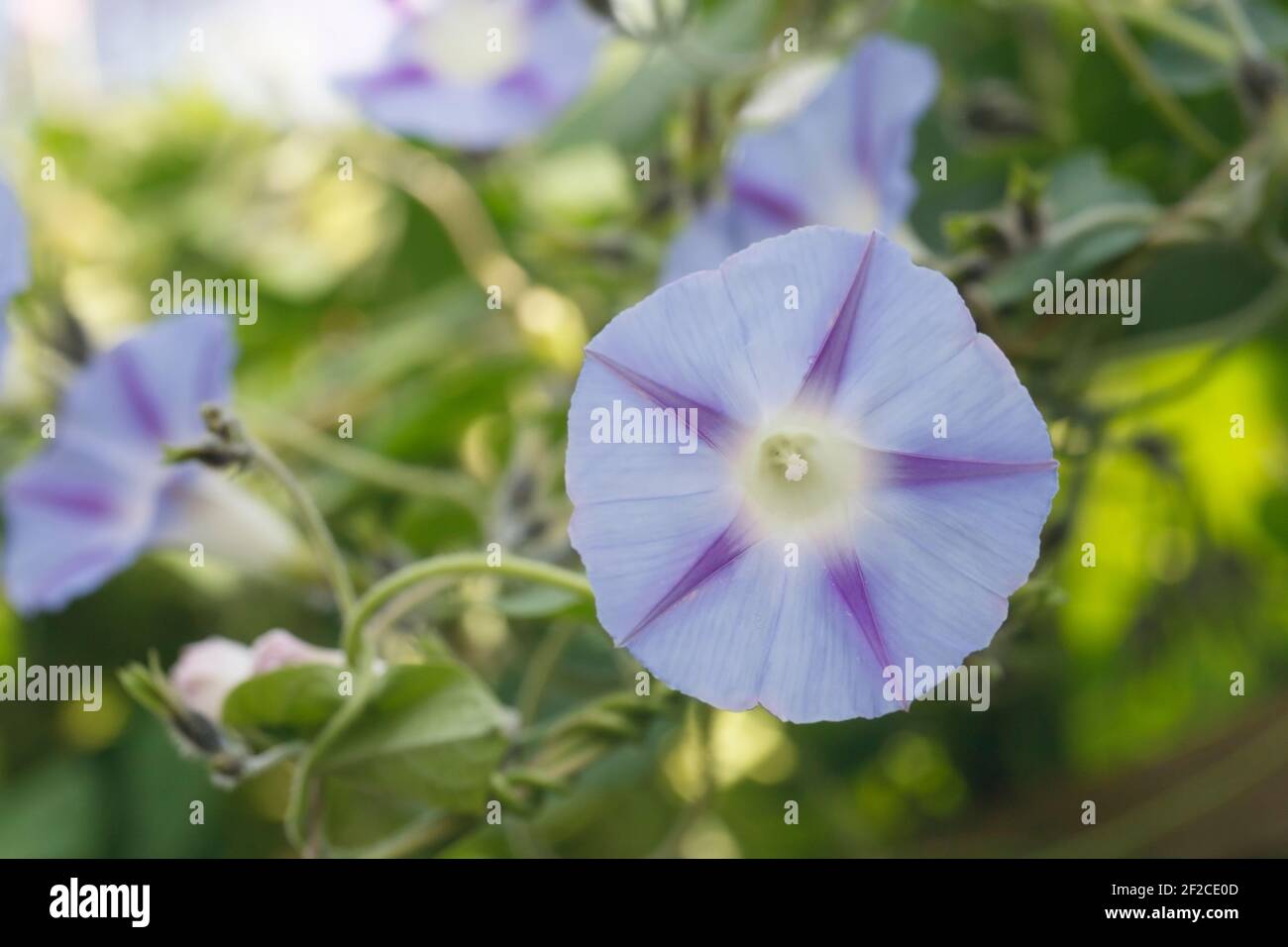 Ipomea 'Inkspots' flor. Azul pálido mañana Glory flor. Foto de stock