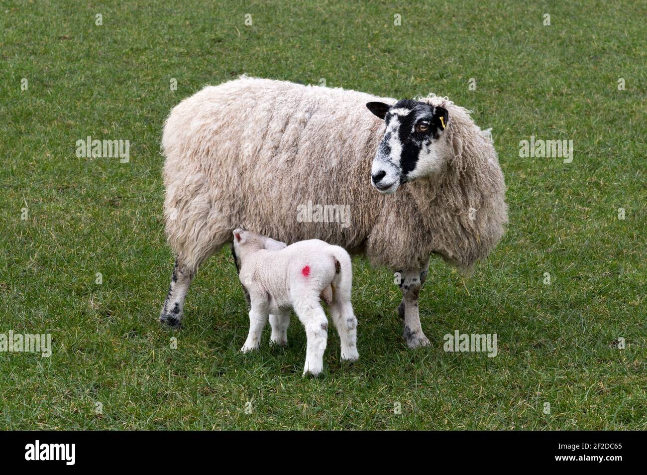 Oveja y su cordero, Austwick, Parque Nacional de Yorkshire Dales, primavera de 2021. La oveja es una raza de la Mule del país del Norte. Foto de stock