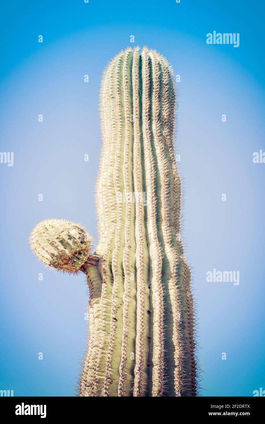 Una mujer es enana por un cactus saguaro. El saguaro es un cactus