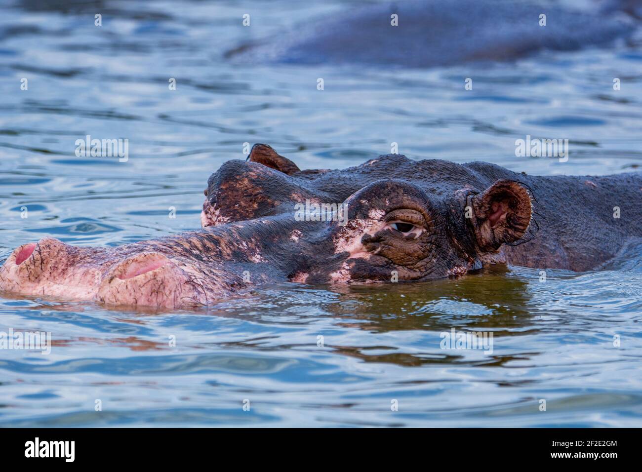 Hippo Head justo por encima del agua, Closeup, Hippopotamus en ojos de lago y orejas por encima del agua. Foto de stock