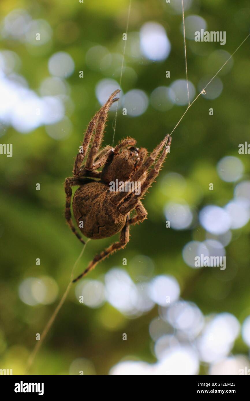 Una araña marrón grande se aferra a un hilo de araña web con bokeh en el fondo Foto de stock