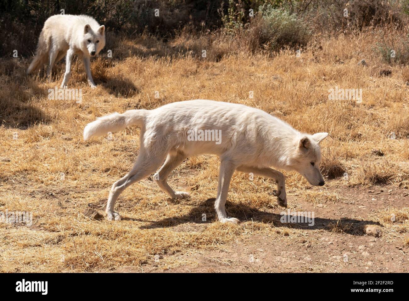 Barren ground wolves fotografías e imágenes de alta resolución - Alamy