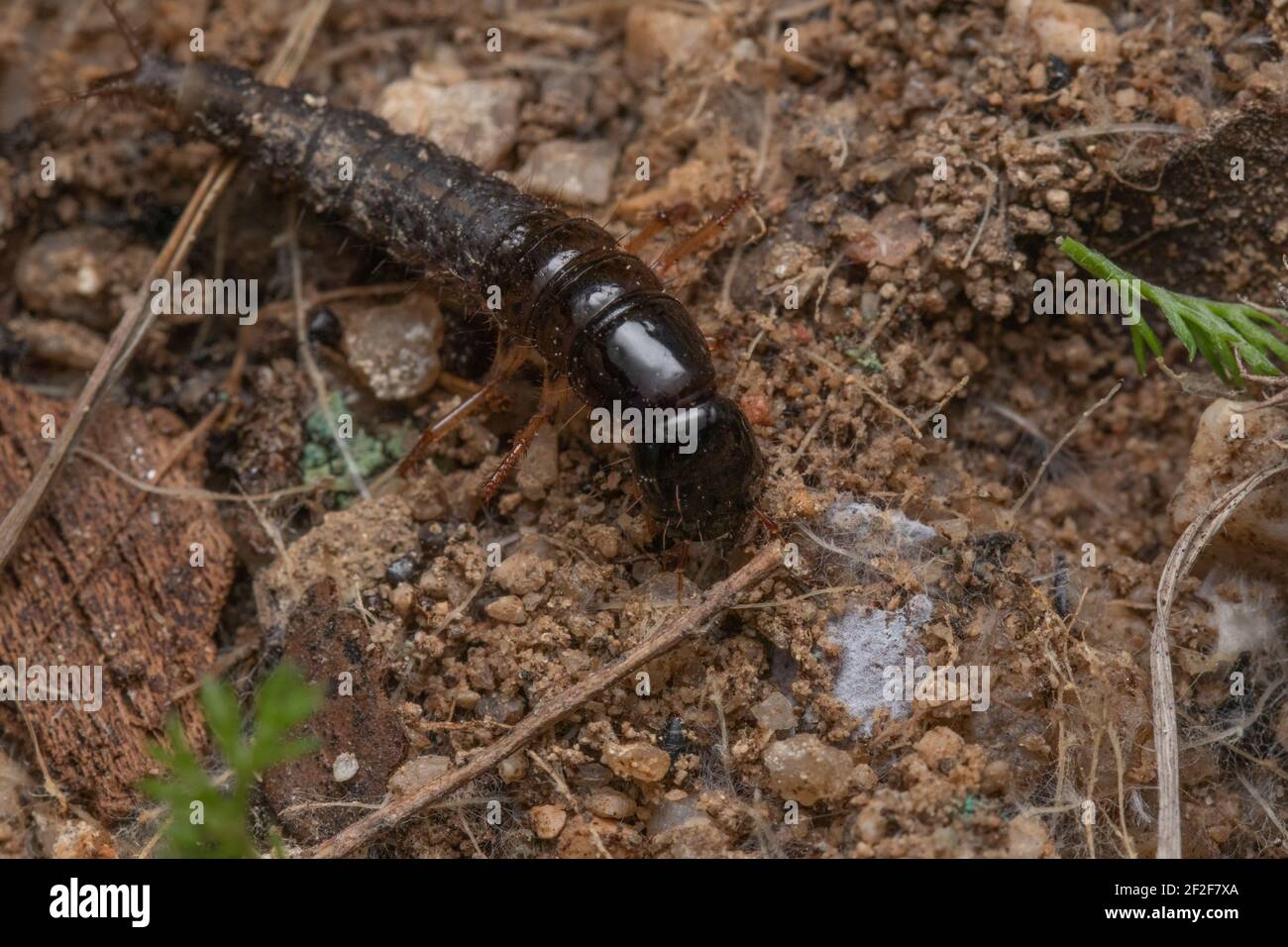 Un tiro de gran ángulo de un gran escarabajo negro Foto de stock