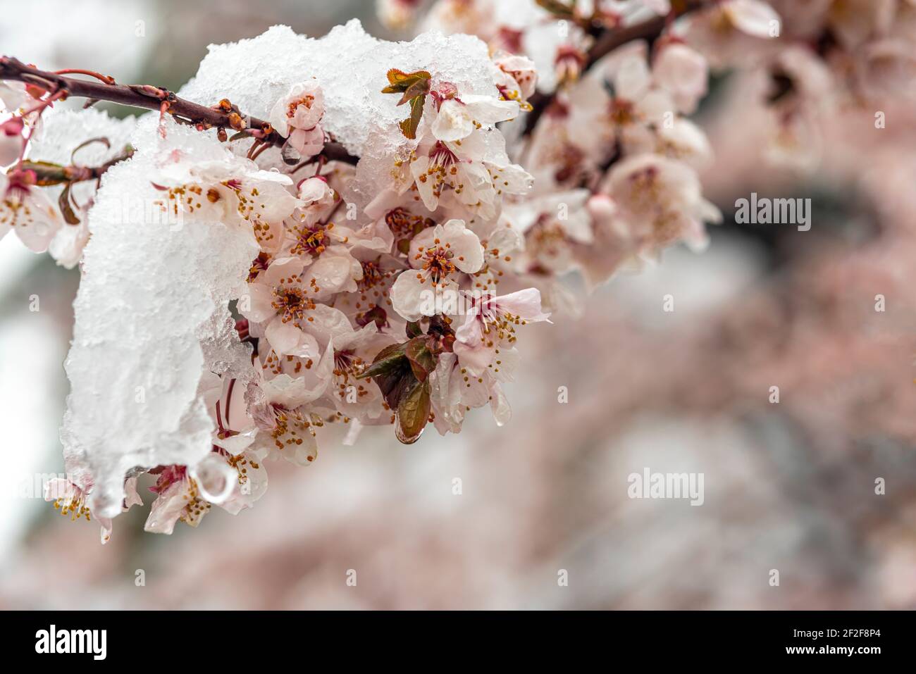 Plum florece bajo la nieve de una repentina Nevada en marzo. Abruzos, Italia, Europa Foto de stock