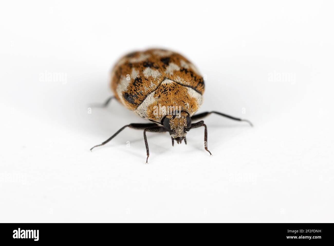 Escarabajo de la alfombra variado Anthrenus verbasci casa y plagas de almacenamiento. La larva de este escarabajo es una plaga en los productos de la piel. Foto de stock