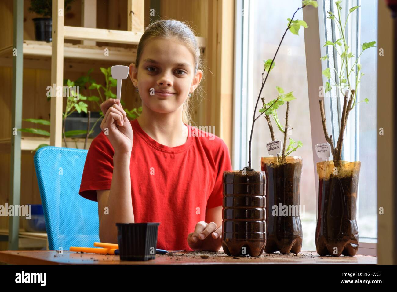 Una niña está dedicada a plantar plántulas de arbustos de bayas en macetas de botellas de plástico, sostiene un puntero con el nombre de la planta en sus manos y el haphil Foto de stock