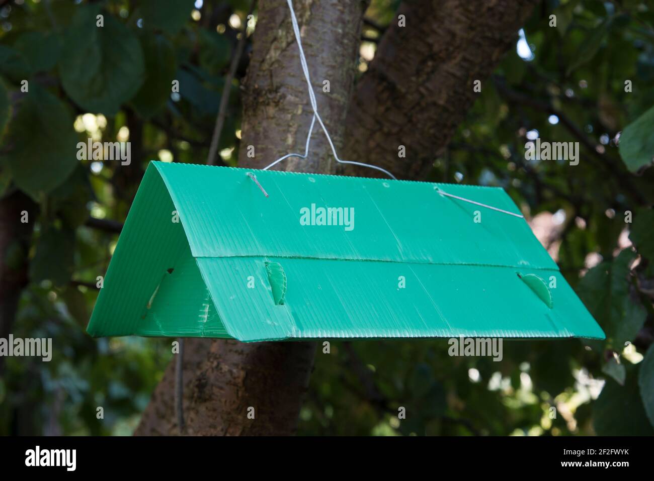 Plum polilla trampa, suspendido de un árbol de ciruela Foto de stock