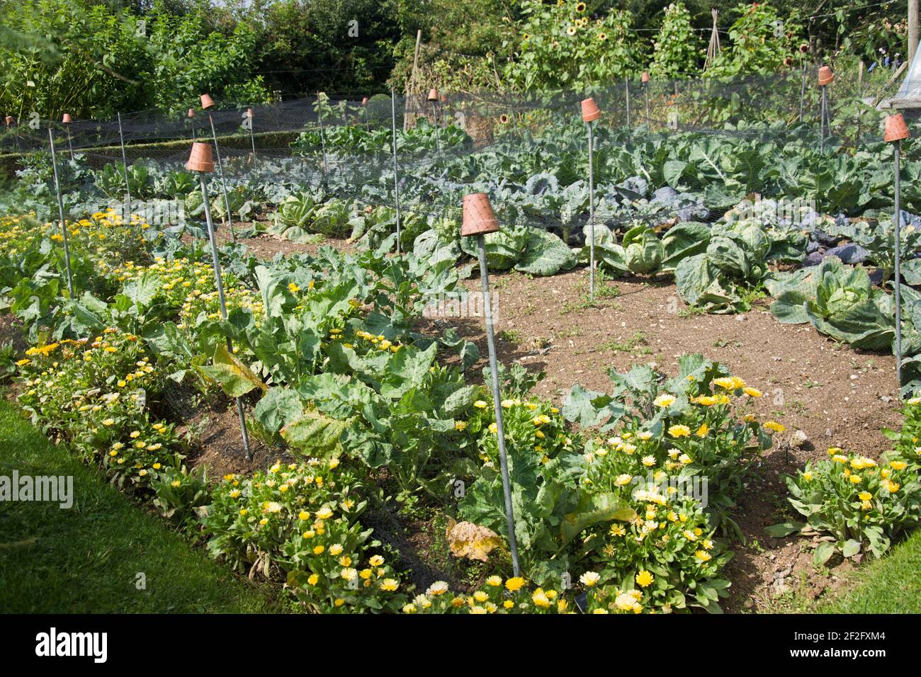 Cabbages protceted de pestes del jardín por la red plástica y la plantación del compañero Foto de stock