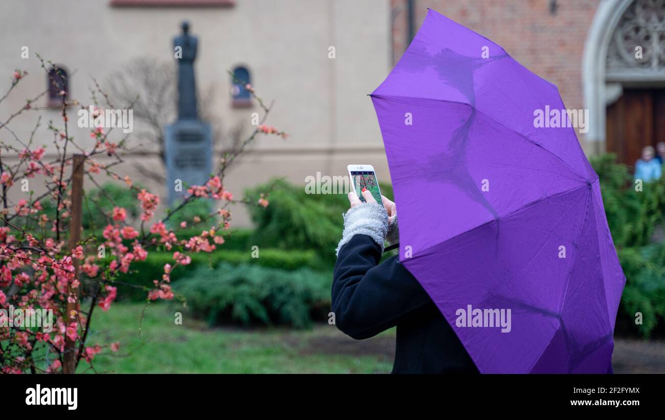 Una mujer oculta bajo un paraguas púrpura toma fotos de un árbol florido  con su smartphone, la pantalla con un broche de flores visibles Fotografía  de stock - Alamy