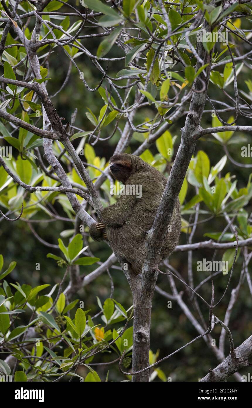 Pereza de tres dedos sobre un árbol en la selva del Parque Nacional Corcovado, Península de Osa, Costa Rica Foto de stock