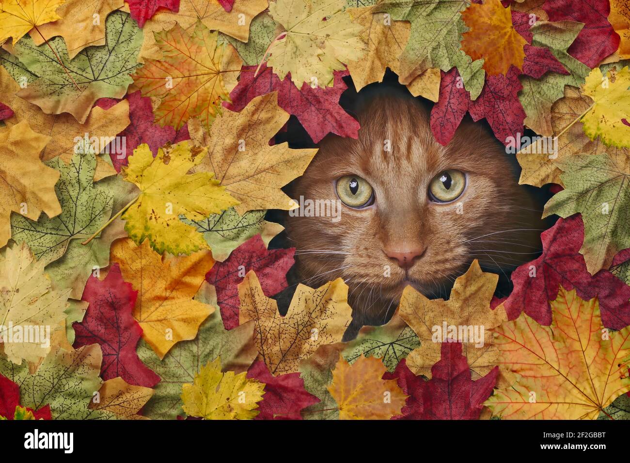 Lindo gato de jengibre mirando a través de un agujero en coloridas hojas de otoño. Foto de stock
