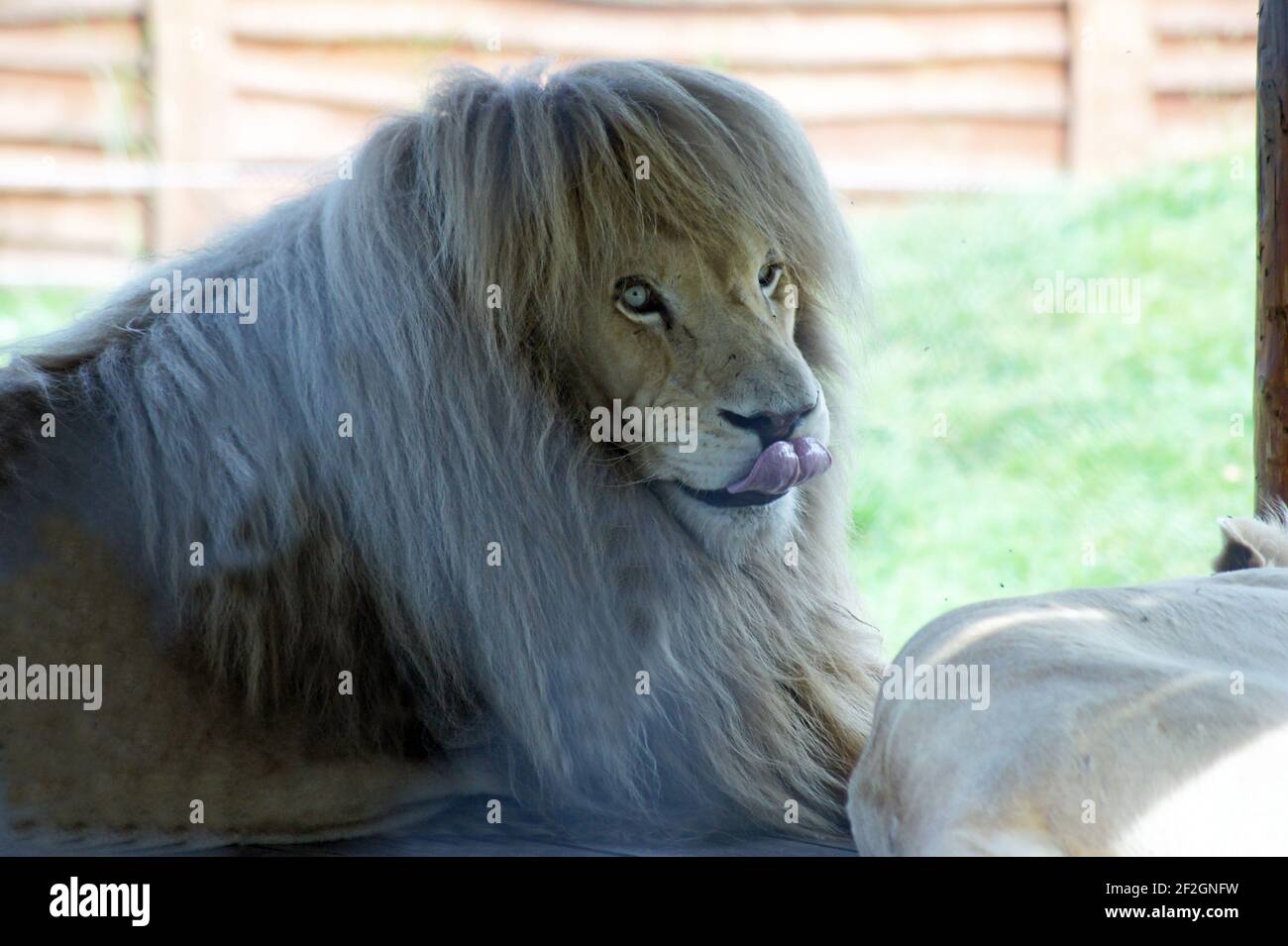 El león blanco en el santuario de animales salvajes- los leones blancos son  animales sagrados, ellos nacieron extremadamente raros Fotografía de stock  - Alamy