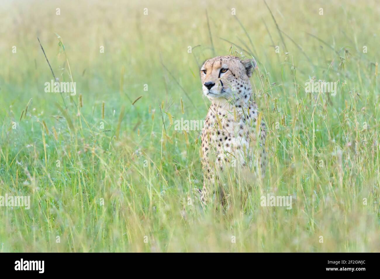 Cheetah (Acinonyx jubatus) escondido en la hierba, en busca de presa, Reserva Nacional Masai Mara, Kenia, África Foto de stock