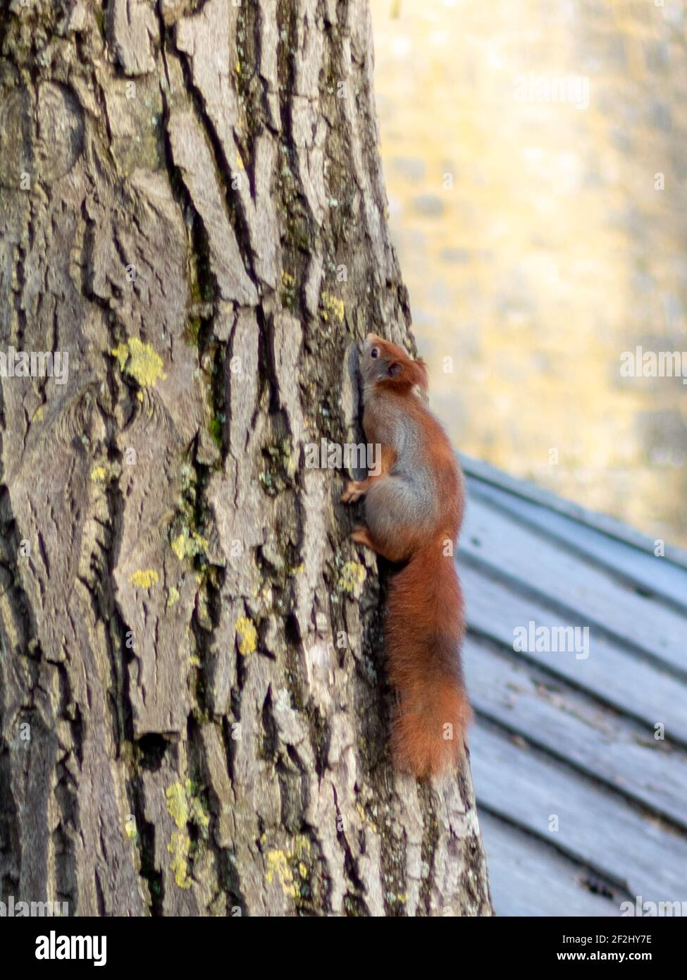 Ardilla roja (Sciurus vulgaris) trepando sobre el árbol en Alemania Foto de stock