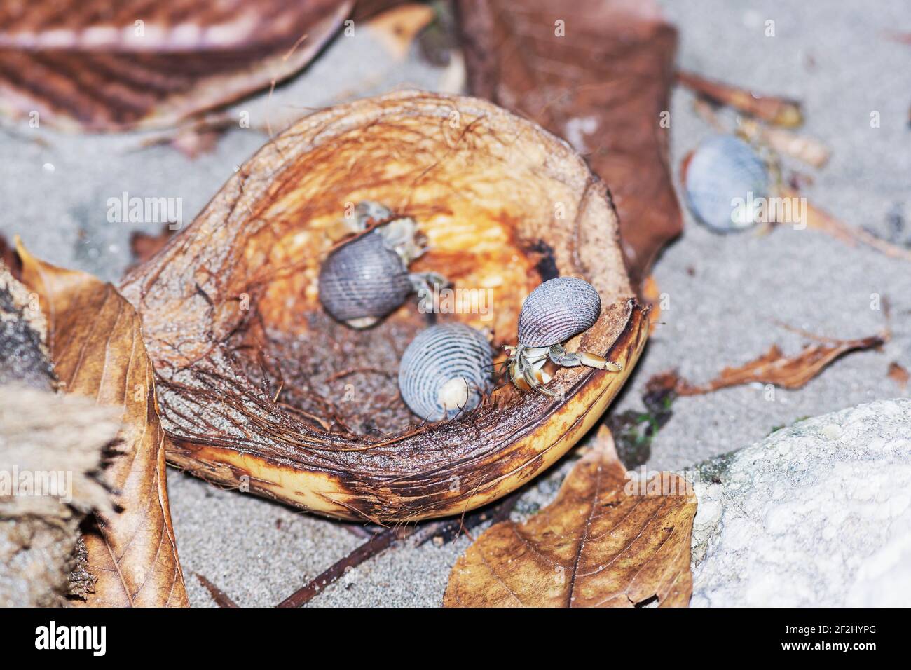 Grupo de cangrejo ermitaños (Paguroidea) comiendo coco, Parque Nacional Manuel Antonio, Provincia de Puntarenas, Costa Rica. Foto de stock