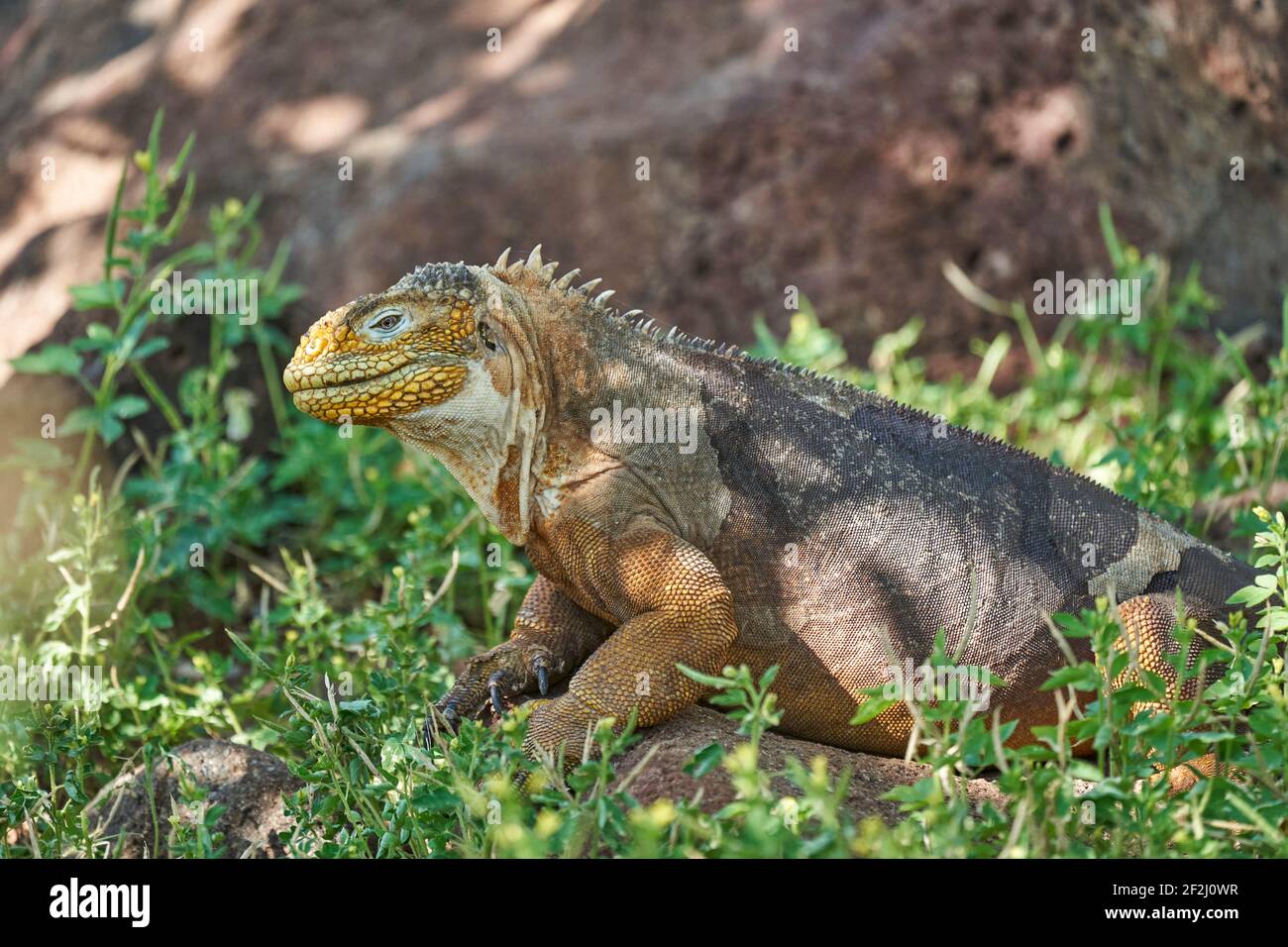 Galapagos tierra iguana, Conolophus subcristatus. En su hábitat natural. Un  lagarto amarillo que parece un dragón pequeño o un dinosaurio. Islas  Galápagos, CE Fotografía de stock - Alamy