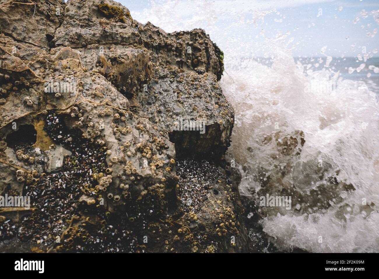 Detalle Disparo de los Barnacles y la ola estrellante Foto de stock