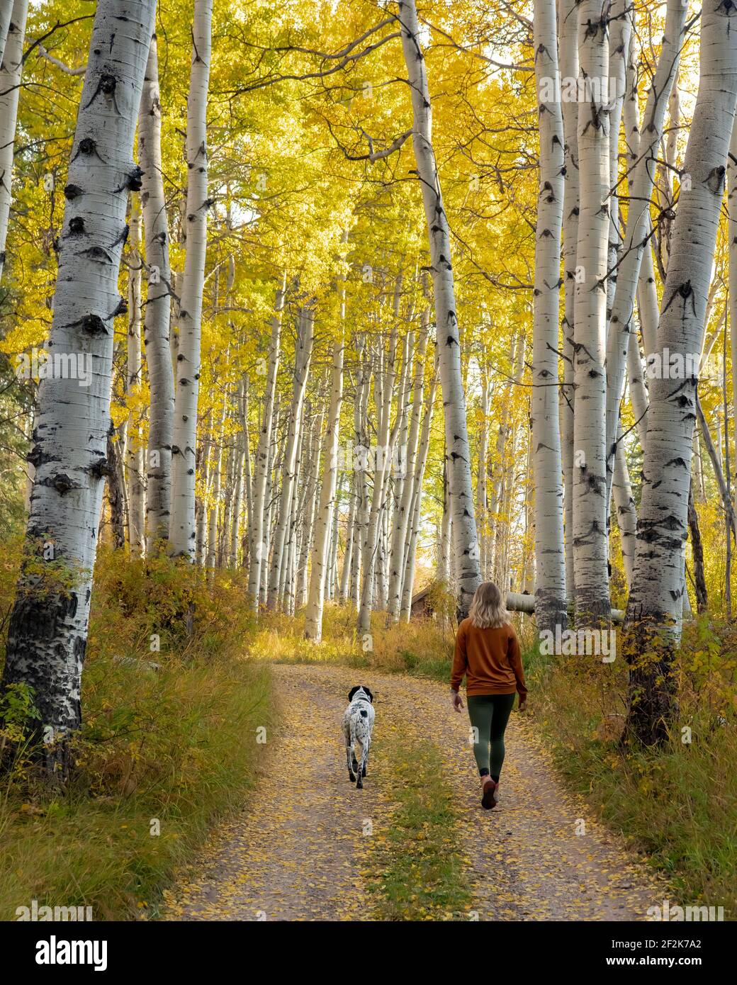 Vista trasera de la mujer caminando con el perro en medio de los árboles de otoño en el bosque durante las vacaciones Foto de stock