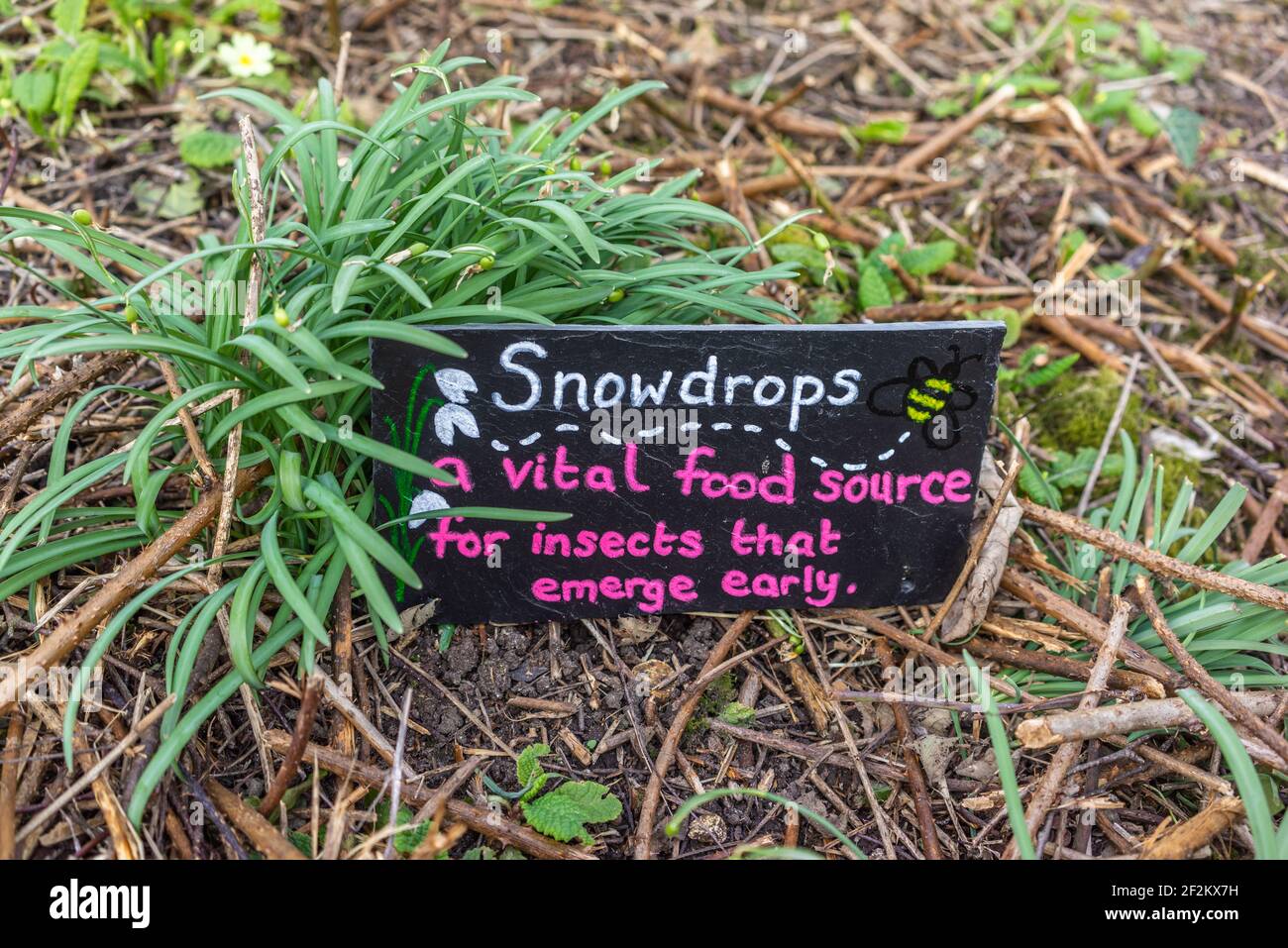 La lectura de la señal "Snodrops una fuente vital de alimentos para los insectos que emergen temprano" al lado de las gotas de nieve en un jardín, la conservación de la naturaleza, en Southampton, Reino Unido Foto de stock