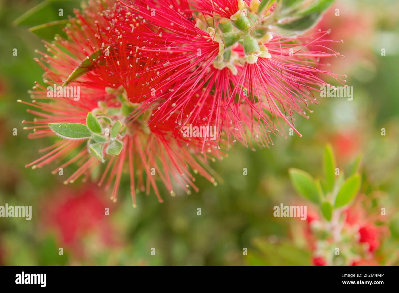 Mimosa roja fotografías e imágenes de alta resolución - Alamy
