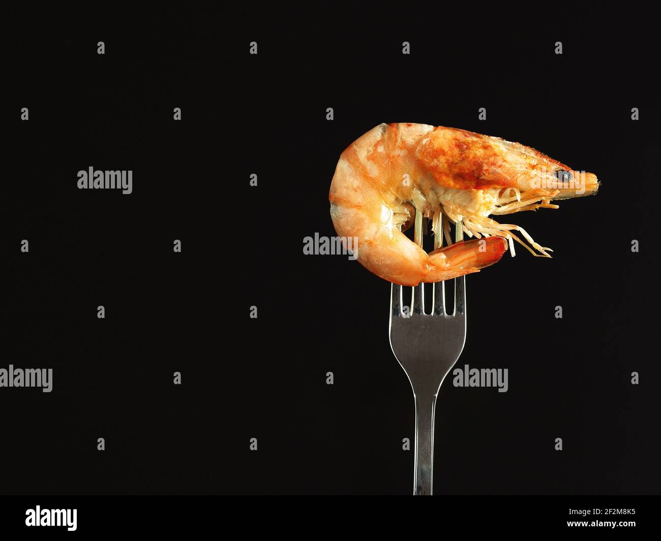 Camarón hervido real en un tenedor, aislado sobre fondo negro. Foto de stock