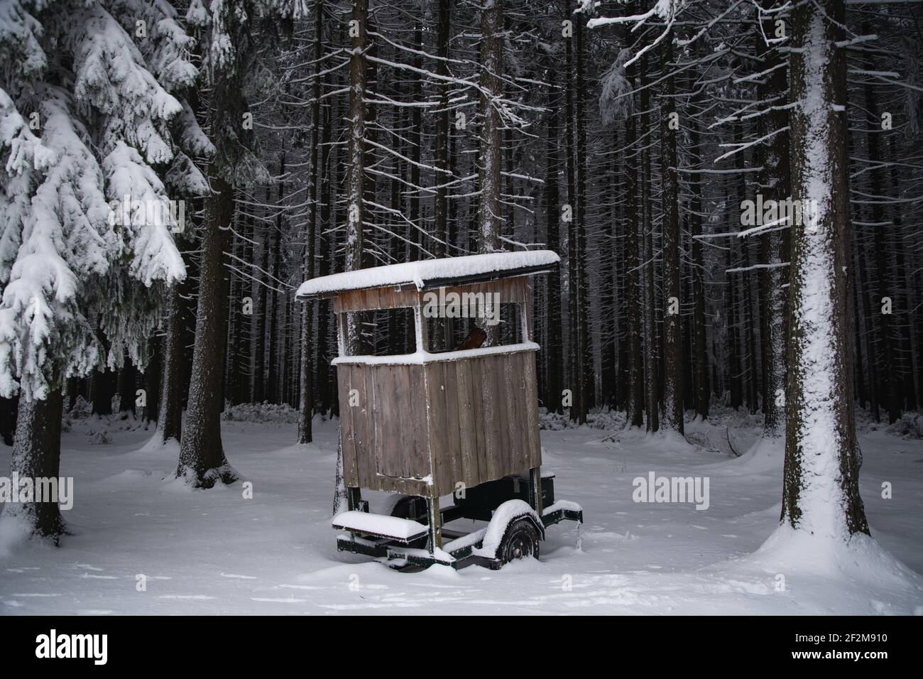 Alemania, Sajonia, Montañas Ore, bosque de invierno Foto de stock