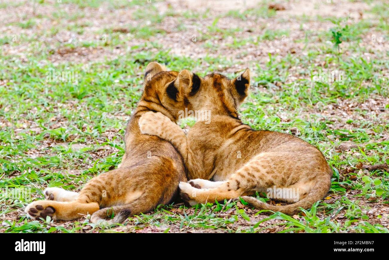 Dos cachorros de león salvajes se abrazan unos a otros amorosamente, y son totalmente adorables y lindos. África Oriental Safari a través de la sabana. Foto de stock