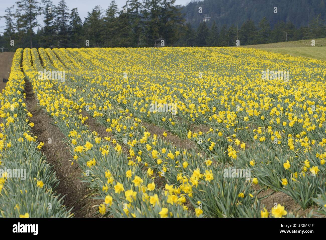 Campo de narciso en flor Foto de stock