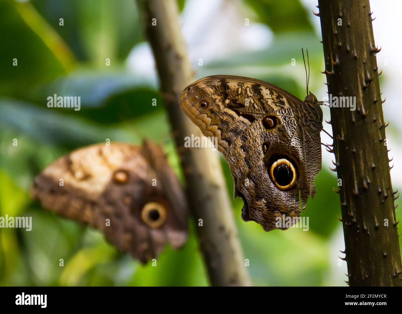 Mariposas búho, Caligo, Lepidoptera, Jardín Botánico, Munich, Alta Baviera, Alemania, Europa Foto de stock