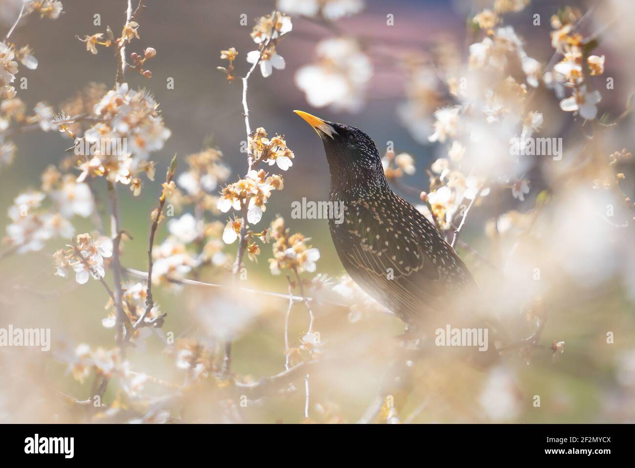 Starling en primavera, Höhenrain, Berg, Baviera, Alta Baviera, Alemania, Europa Foto de stock