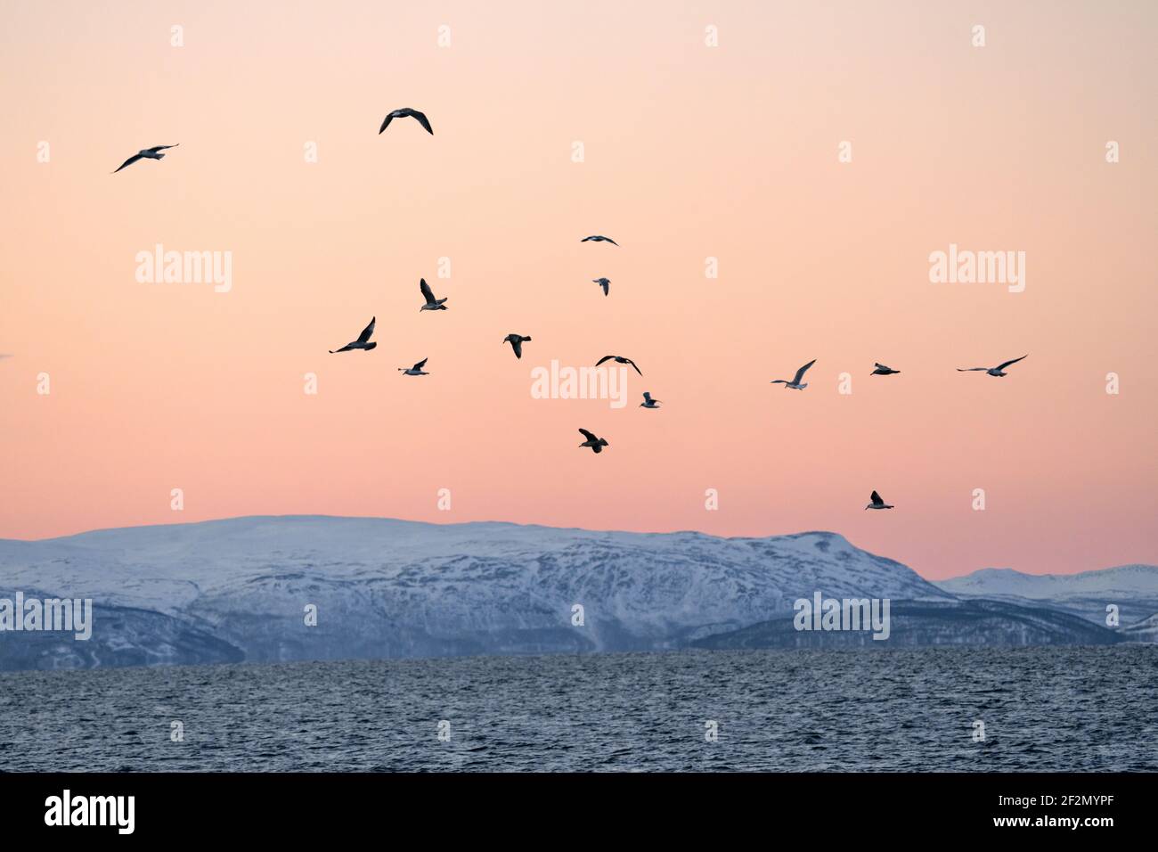 Aves voladoras al atardecer, Mar de Noruega, Ártico, Skjervøy, Noruega, Europa del Norte Foto de stock